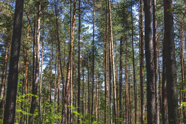 istock Coniferous forests of the middle latitude. Straight vertical tree trunks. 1330168132