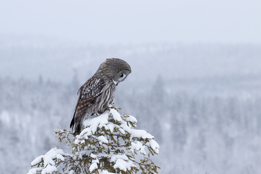 Majestic Great Grey Owl (Strix nebulosa) observing mice in a winter wonderland of Finnish taiga forest, Northern Europe.