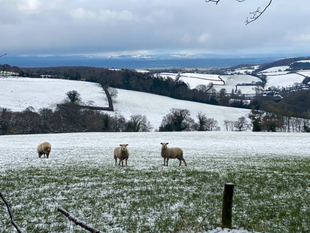 istock Sheep in the snow on the Quantock Hills 1330169575