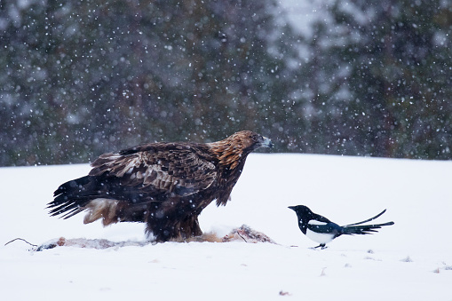 Majestic predator Golden eagle, Aquila chrysaetos and a curious Magpie, Pica pica during a cold and harsh winter day near Kuusamo, Northern Finland.