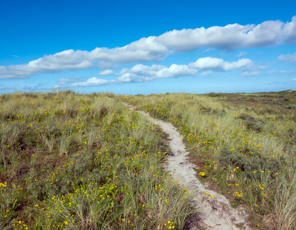 istock yellow flowers under blue summer sky in dutch dunes 1330170047