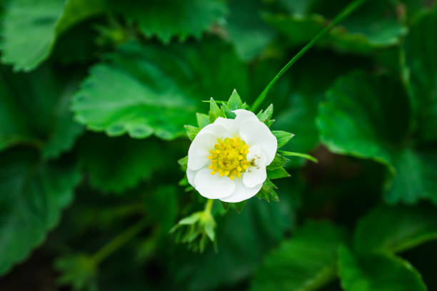 Blooming strawberry plant in the garden. Selective focus.