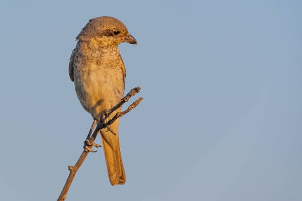 istock Bird Red-backed Shrike, Lanius collurio. In the wild 1330172042