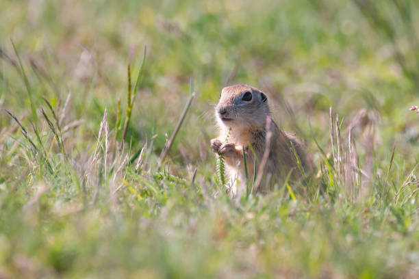 istock Ground squirrel Spermophilus pygmaeus in the wild 1330172105