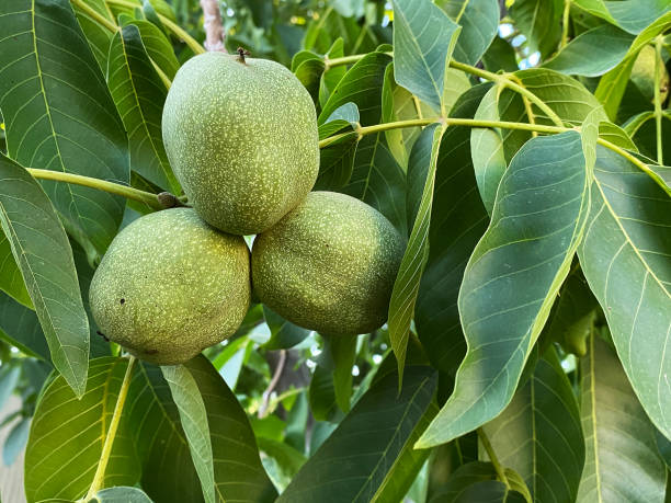 frutos jóvenes de una nuez en una rama de árbol. la nuez crece en previsión de la maduración y la cosecha. - walnut tree walnut nut branch fotografías e imágenes de stock