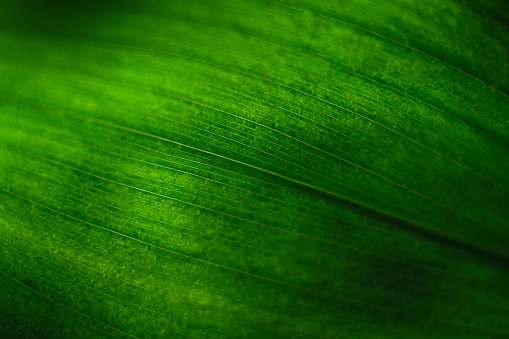 Translucent green leaf. Green background from vegetation. Blurred leaf background. Green leaf with veins.