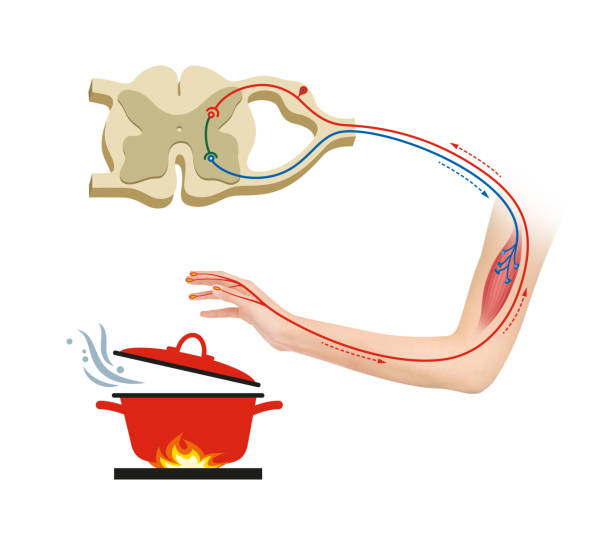 ilustraciones, imágenes clip art, dibujos animados e iconos de stock de un arco reflejo es una vía neuronal que controla un reflejo - huso