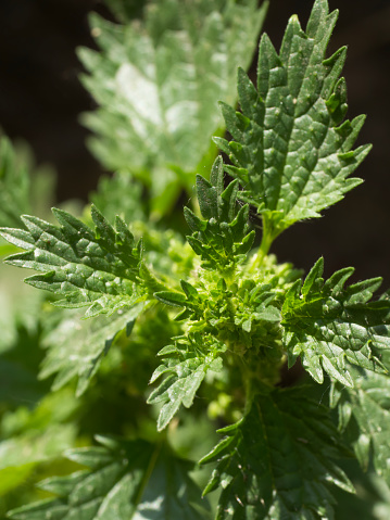 Uriga Foto de Urtica Dioica Muitas Vezes Conhecida Como Urtiga Comum Urtiga ...