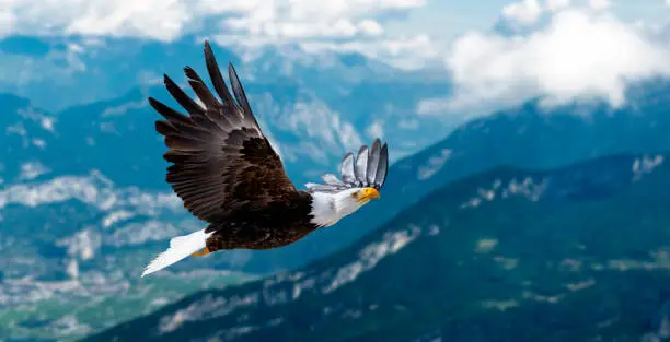 Photo of Eagle flies at high altitude with its wings spread out on a sunny day in the mountains.