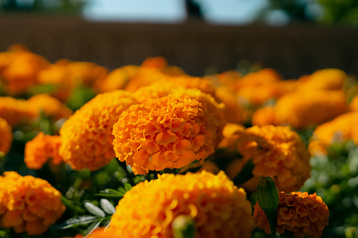 A picture of many african marigolds taken on a sunny day at UBC