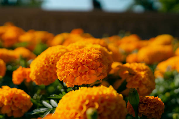 African Marigold A picture of many african marigolds taken on a sunny day at UBC canada close up color image day stock pictures, royalty-free photos & images