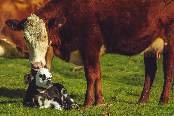 Photo of Bovine Calving in New Zealand