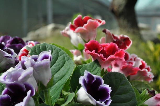 frisch aussehende gloxinia pflanzen mit blüten in roten, violetten, weißen und rosa farbtönen und grünen blättern. - gloxinia stock-fotos und bilder