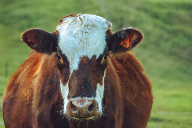 istock Portrait of cattle beast 1330182160