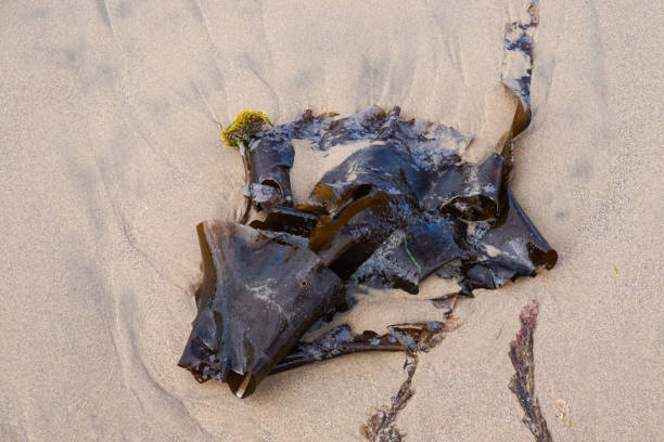 istock Seaweed on a sandy beach 1330188316