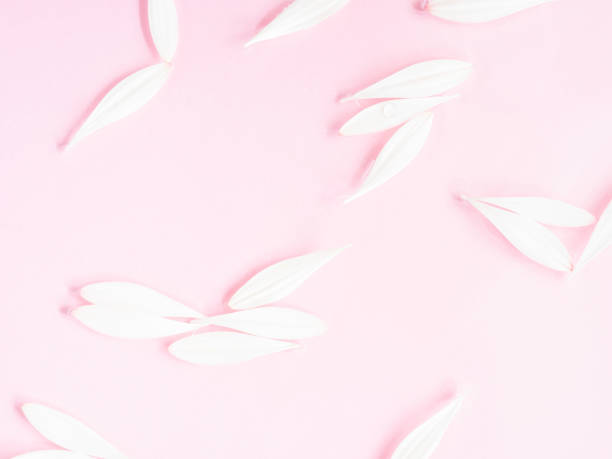 istock White gerbera daisy flower petals on pink background in water 1330188598