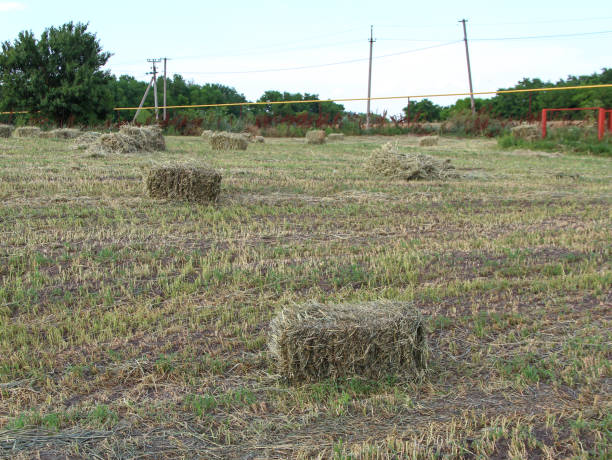 istock Field with square sheaves of hay 1330190382