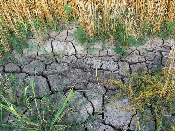 Dried, cracked soil in an agricultural field