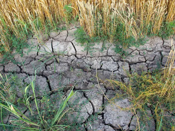 Photo of Dried, cracked soil in an agricultural field
