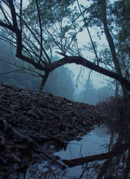 istock Mountain river forest nature early morning beauty 1330190916