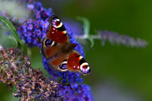 istock Butterfly with summer lilac 1330193304