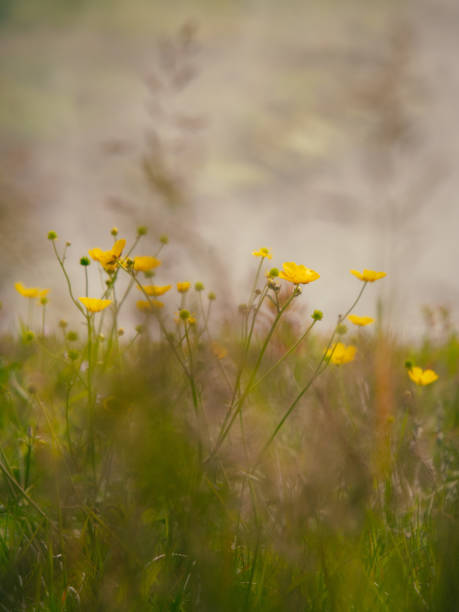 istock Meadow against hot springs 1330193357