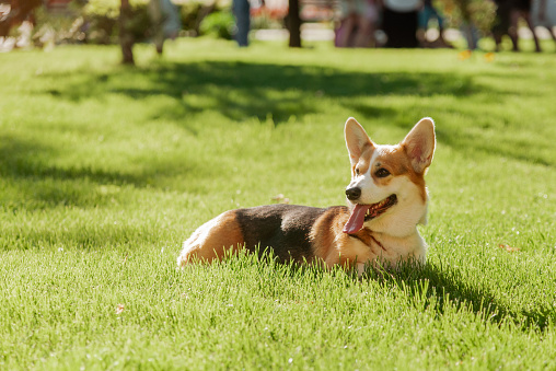 Portrait of a dog of the Corgi breed on a background of green grass on a sunny day in the park