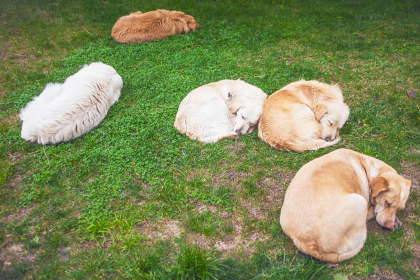 istock Stray Dogs Sleeping in The Street 1330195005
