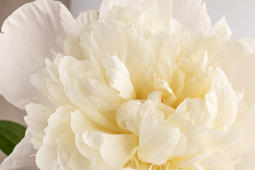 beautiful white peony isolated on light background, close up detail shot, romantic background