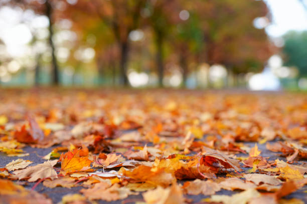 istock Autumn In City Park 1330199778