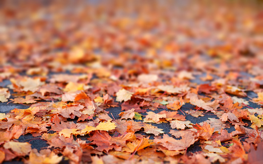 Autumn leaves lying on the ground.