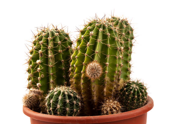 istock Cactus isolated on white background. free space for text. 1330199829