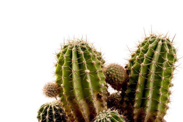 istock Cactus isolated on white background. free space for text. 1330199905