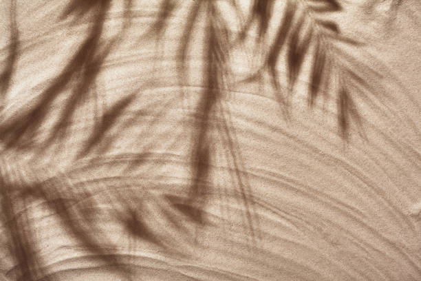 istock Summer concept with a shadow of a tropical palm tree leaves, copyspace on a white beach sand 1330200082