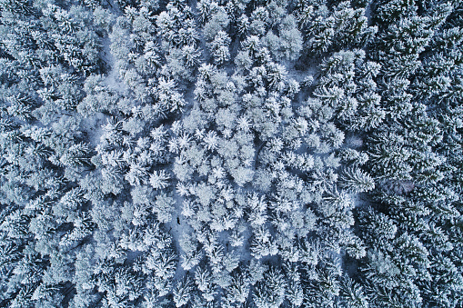 Impresionante bosque boreal invernal cubierto de nieve y manta de escarcha. Rodada en Estonia photo