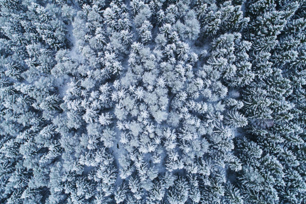 Photo of Stunning wintery boreal forest covered with snow and frost blanket. Shot in Estonia