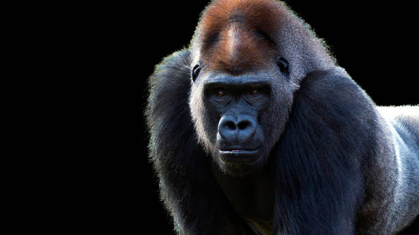gorilla staring intensely - gorilla zoo animal silverback gorilla imagens e fotografias de stock