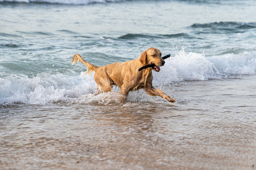 Old ginger Labrador Retriever holding a stick and coming out of the water. Dog on the beach.