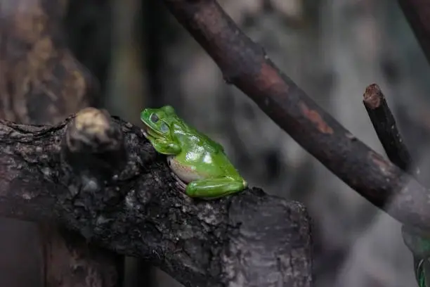 Photo of A big green frog sits on a branch