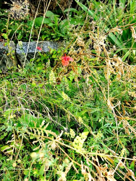 istock be Canal (Donaukanal) summer, impressions, single poppy, wild grass 1330202537