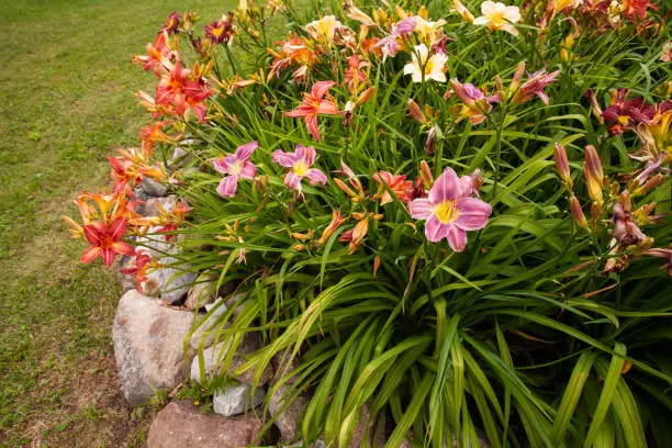A variety of colorful and vibrant Daylilies, Hemerocallis in a lush garden in Estonian countryside, Europe.