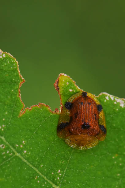 istock Ladybug insect, in Southeast Asia, Thailand. 1330204061