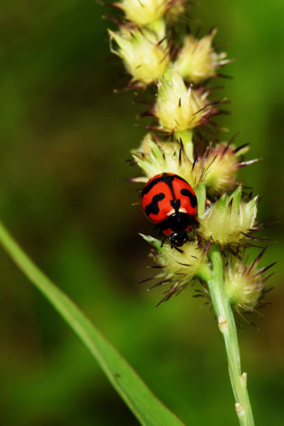 istock Ladybug insect, in Southeast Asia, Thailand. 1330204104