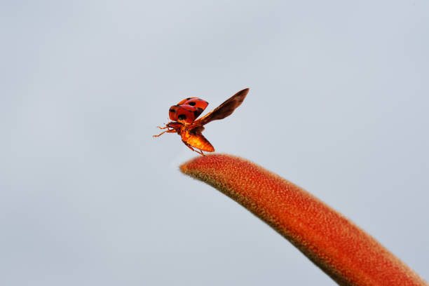 Flying Lady bug on a green background in summer at the meadow