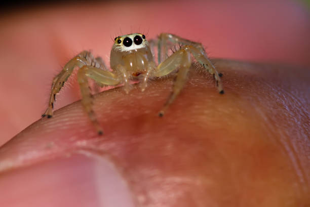istock White spider on brown wood, close up. 1330205568