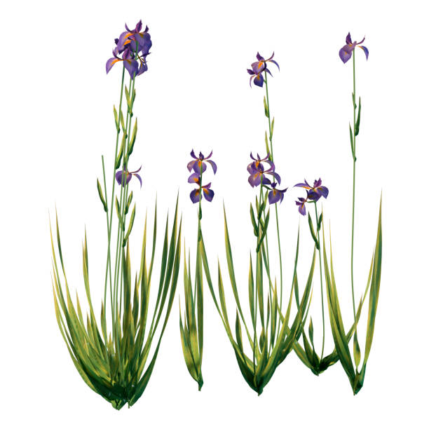 istock 3D illustration water iris flowers on white 1330205715