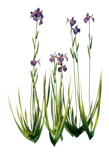 istock 3D illustration water iris flowers on white 1330205727