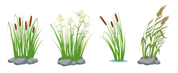 Vector illustration of Set of cane and reeds in the green grass. Swamp and river plants. Vector flat illustration.