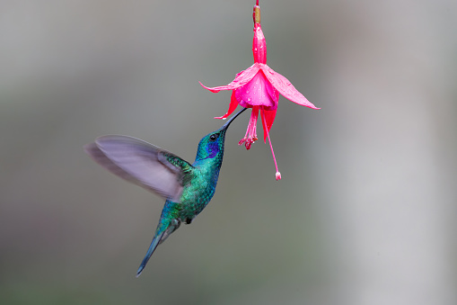 Hummingbird - Green violet ear (Colibri thalassinus) flying to pick up nectar from a beautiful flower, San Gerardo del Dota, Savegre, Costa Rica. Action wildlife scene from nature.