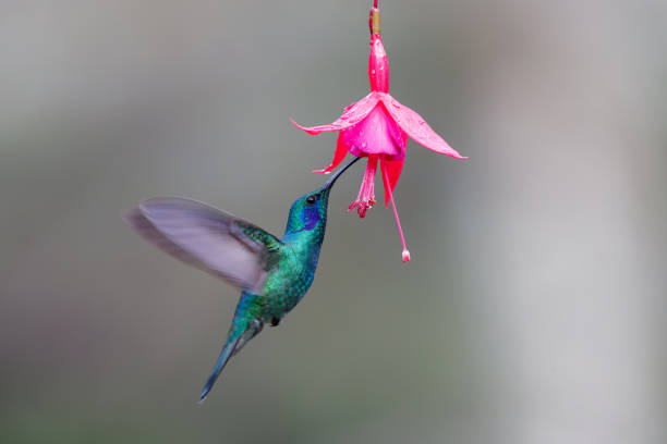 Hummingbird in the rainforest in Costa Rica stock photo